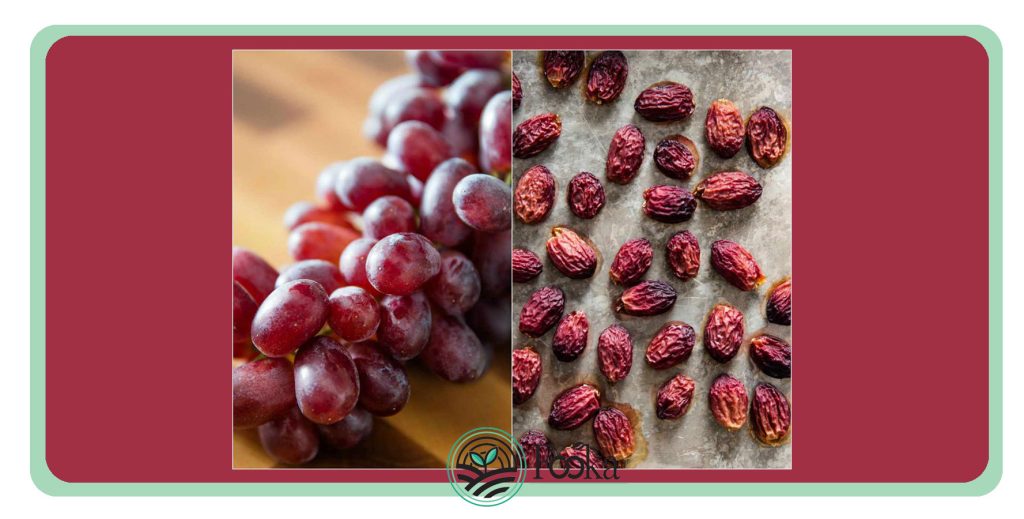 Raisins vs Grapes: Which one is better for you | Fooka company