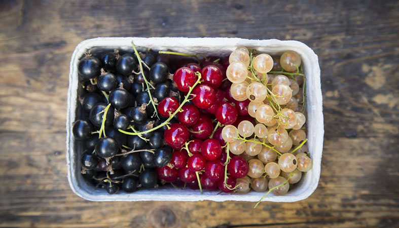 difference between currants and raisins